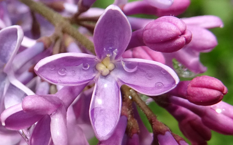 Syringa vulgaris - Oleaceae